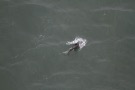 Missing Picture